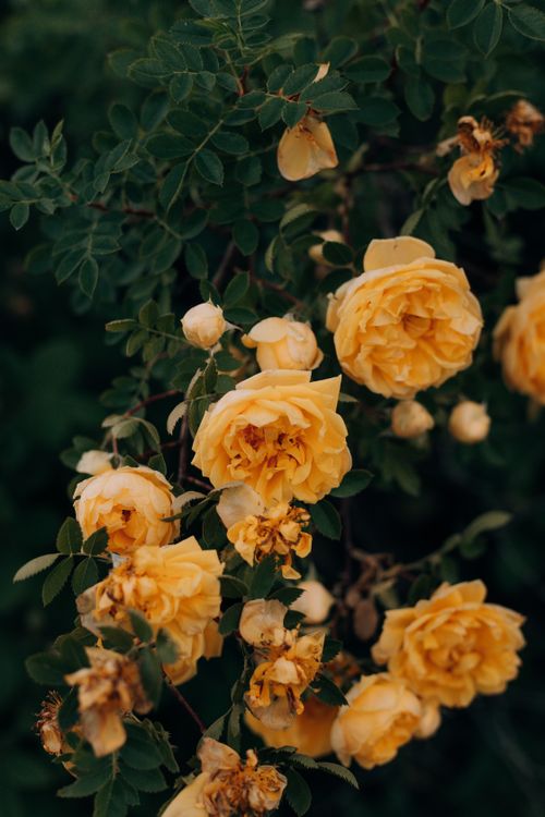 Free Captivating close-up of vibrant yellow roses blooming against lush green leaves. Stock Photo