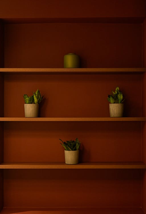 Potted Plants on Shelves
