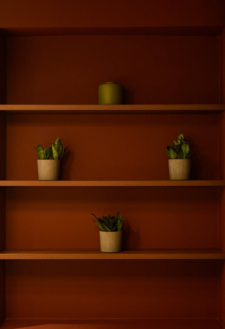 Potted Plants On Shelves