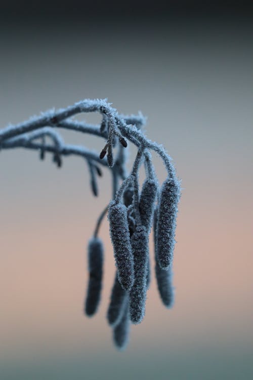 Gratis lagerfoto af gren, is, lodret skud