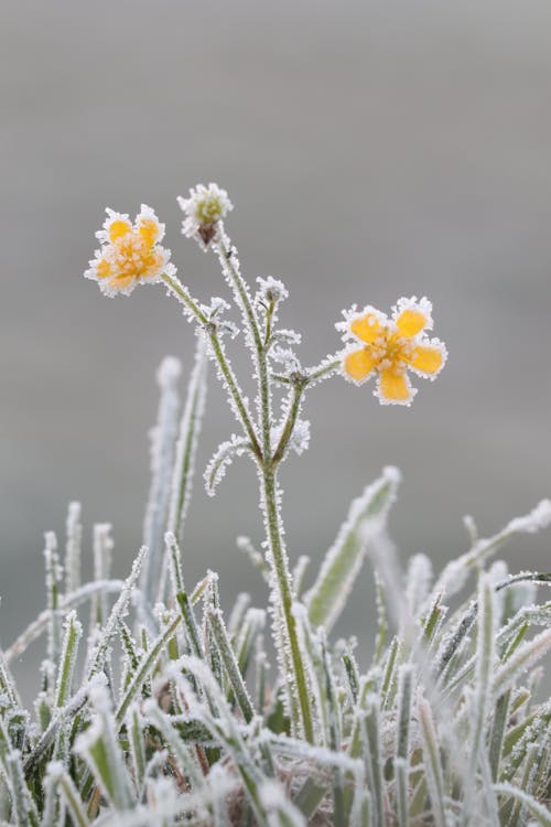 Základová fotografie zdarma na téma detail, flóra, kvést