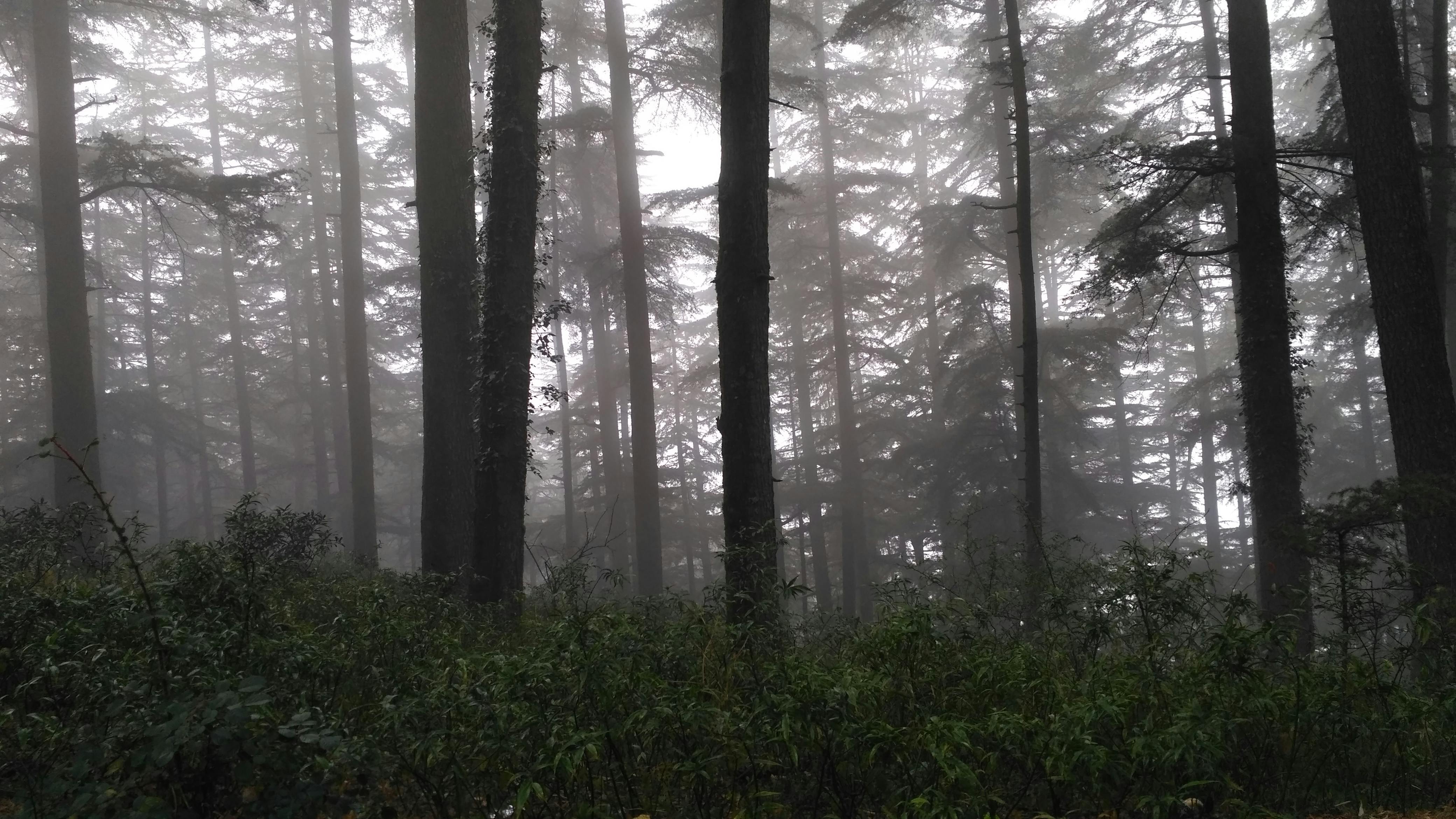Free stock photo of fog, foggy, forest