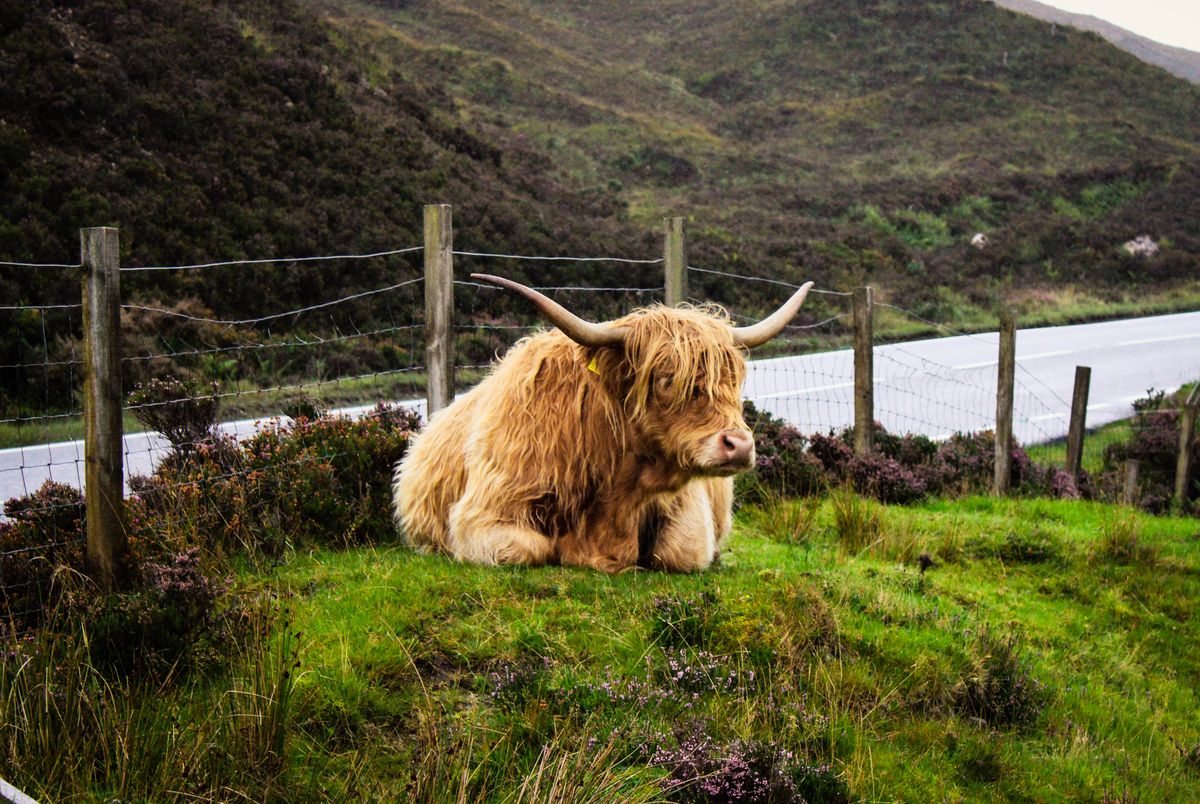 Highland cattle near a Scottish road