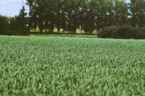 Green Grass and Trees