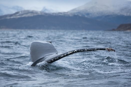 whale watching norway