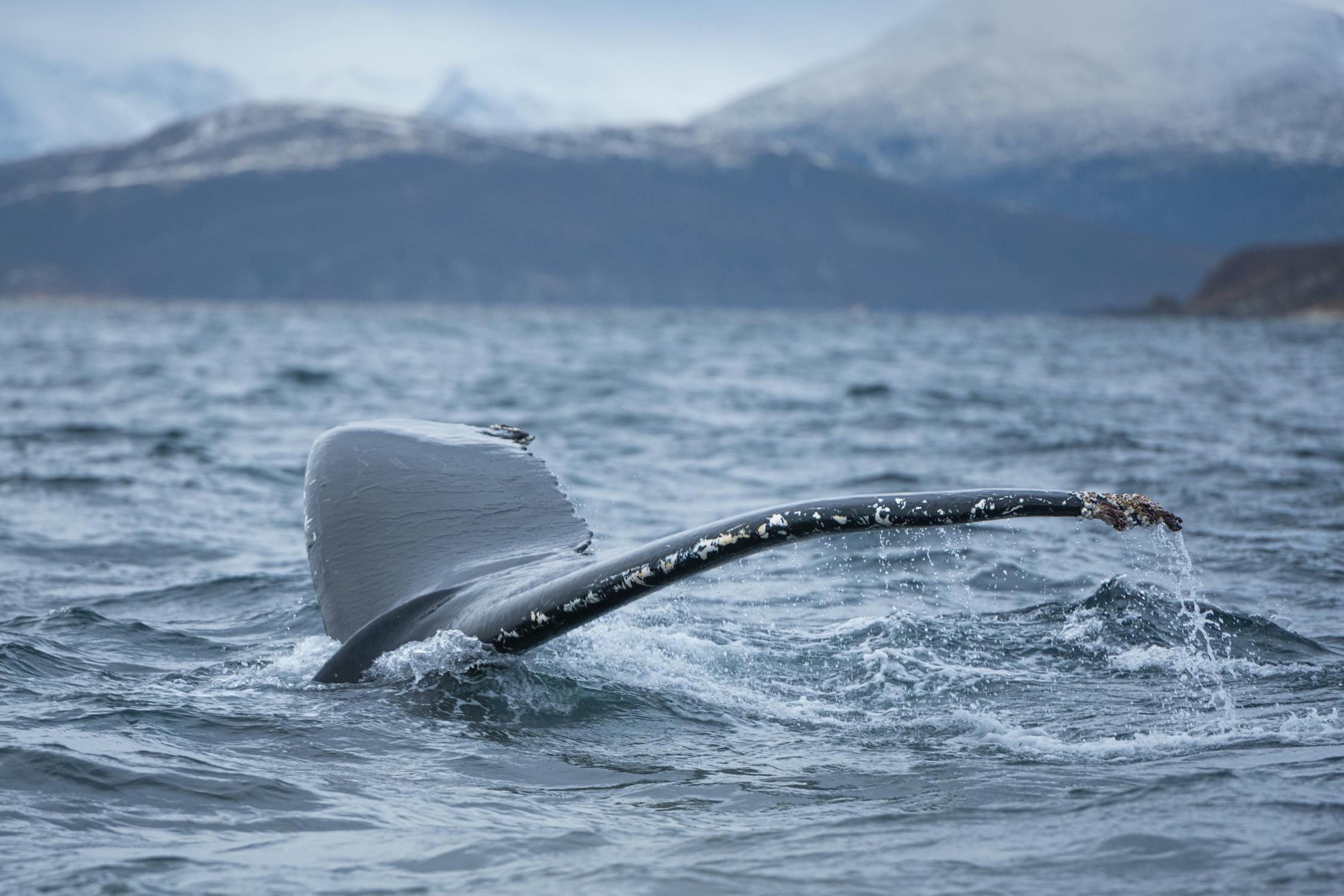 ballenas tromso