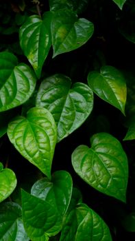 Wild Betel Leaves (La Lot)