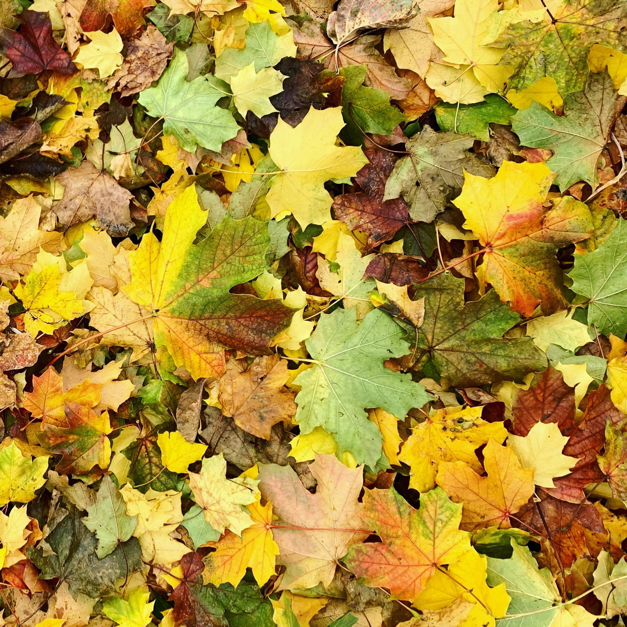 Photo of a Book and a Glass of Coffee Surrounded by Yellow Leaves ...