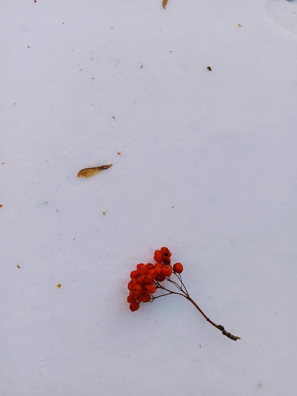 背面紫色的观叶盆栽是什么品种?-第5张图片-吾爱花网 背面紫色的观叶盆栽是什么品种?-第5张图片-吾爱花网