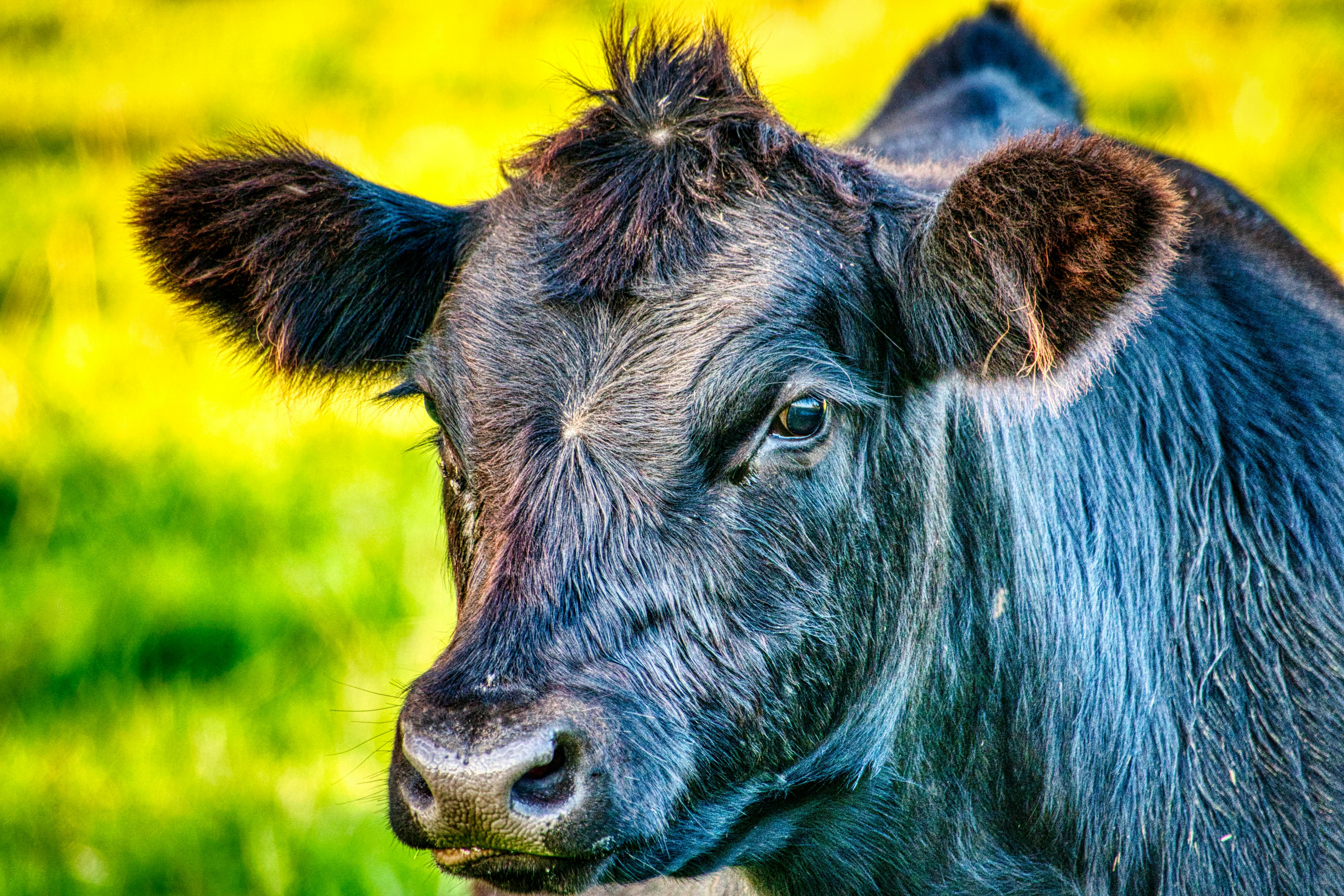close up photo of a black cow