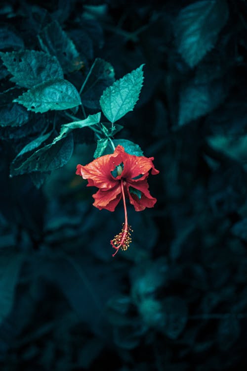 Fotobanka s bezplatnými fotkami na tému červený kvet, ibištek, jemný