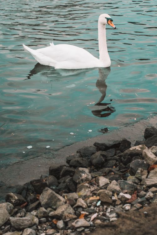 Free A serene swan glides across the calm waters in Bydgoszcz, Poland. Stock Photo