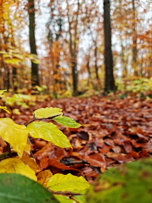 Základová fotografie zdarma na téma podzimní les