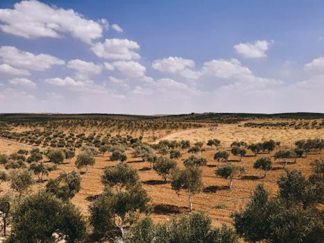 A wide view of an olive tree field stretching under a clear blue sky with scattered clouds.