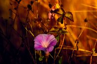 Purple Flower in Tilt Shift Lens