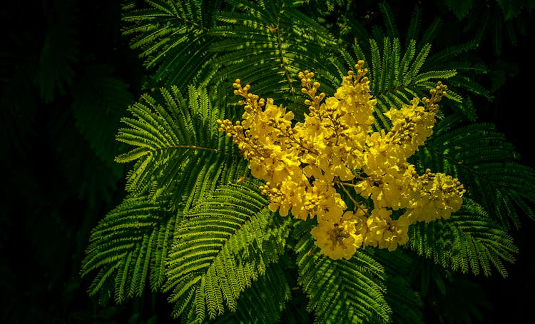 Peltophorum Dubium Yellow Flower