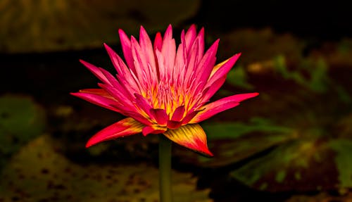 Free Vibrant Pink Waterlily Flower Stock Photo