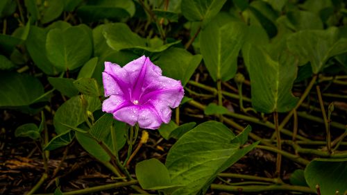 Free Close-up of a purple morning glory with dewdrops, surrounded by lush green leaves. Stock Photo