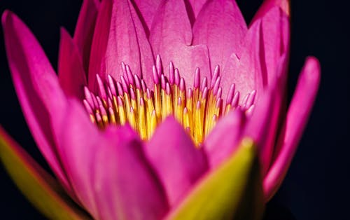 Pink Flower in Macro Shot