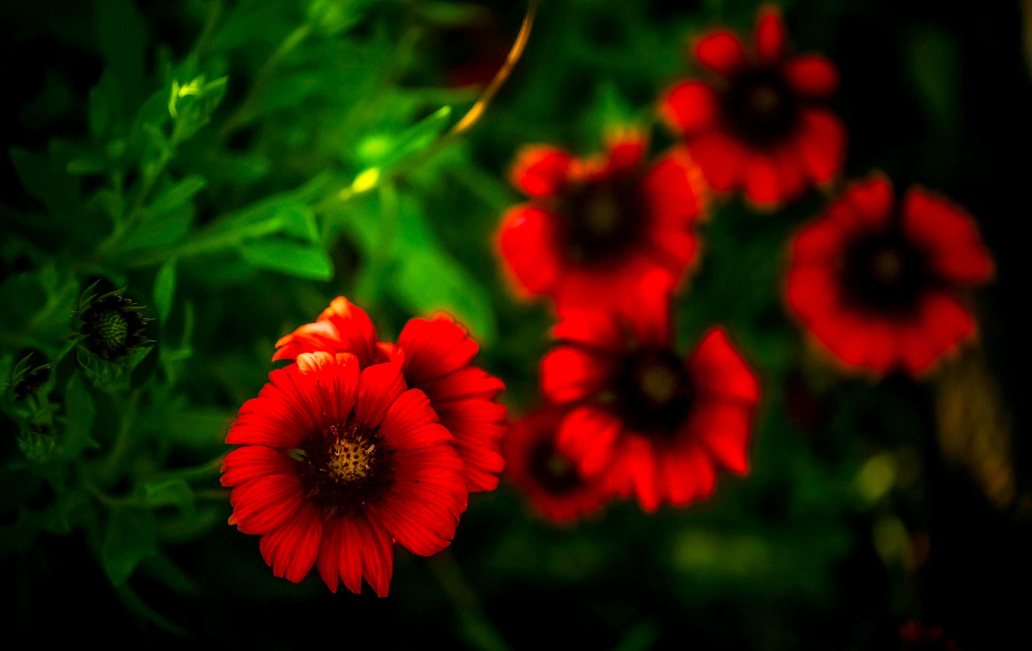 2,569,300+ Red Flowers Stock Photos, Pictures & Royalty-Free