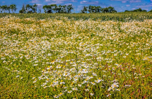 White Chamomile Flower Field Under Blue Sky