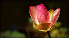 Lily Flower in Close Up Photography