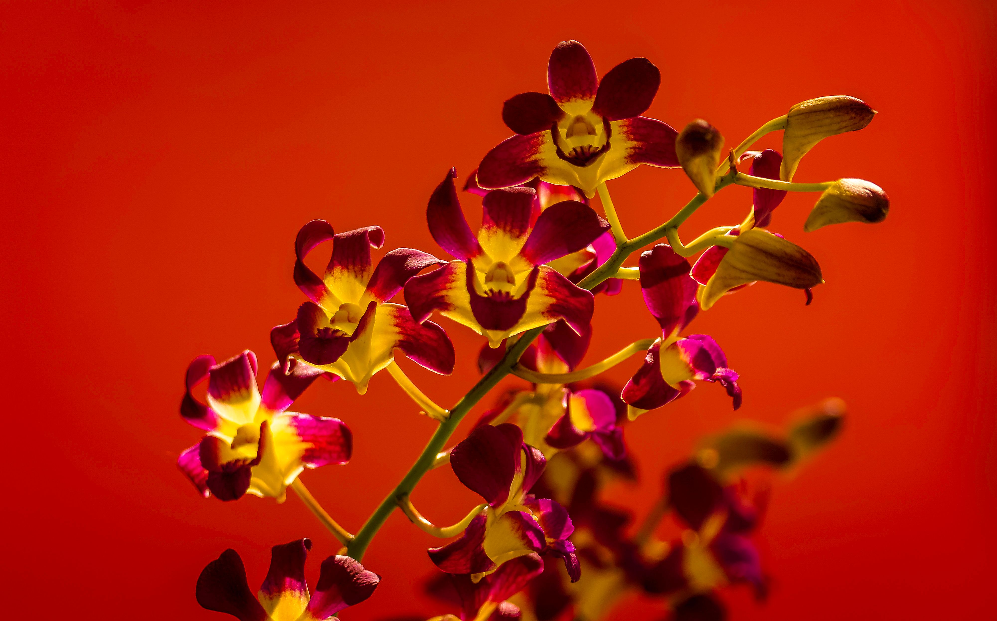Dendrobium senile