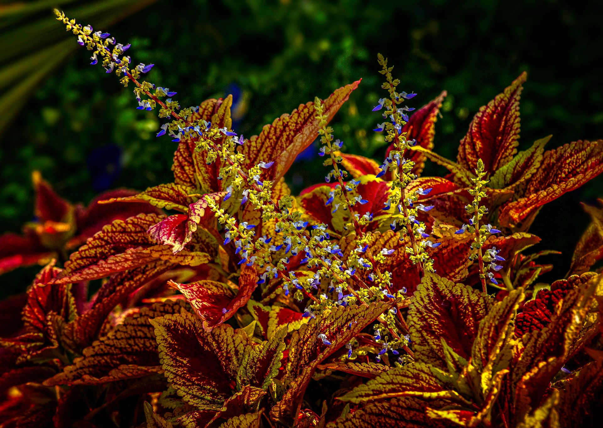 Close-up of vibrant coleus leaves with small blue flowers, capturing nature's beauty in detail.