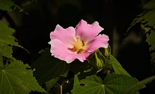 Pink Flower in Close-up Shot