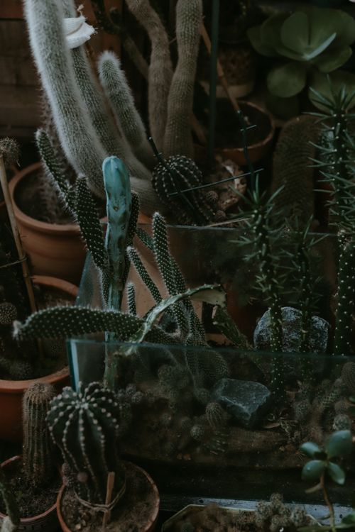Free Assortment of cacti and succulents in pots indoors with muted tones. Stock Photo