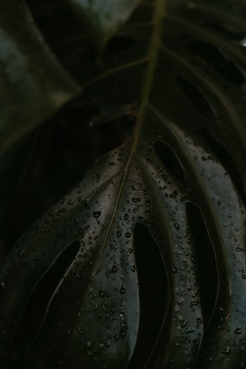 Free Detailed view of a dark green Monstera leaf covered in water droplets, evoking freshness. Stock Photo
