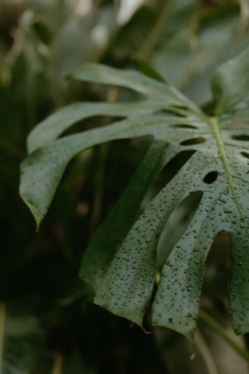 Green Leaf with Water Droplets