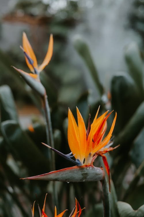 Immagine gratuita di bocciolo, fiore arancione, flora