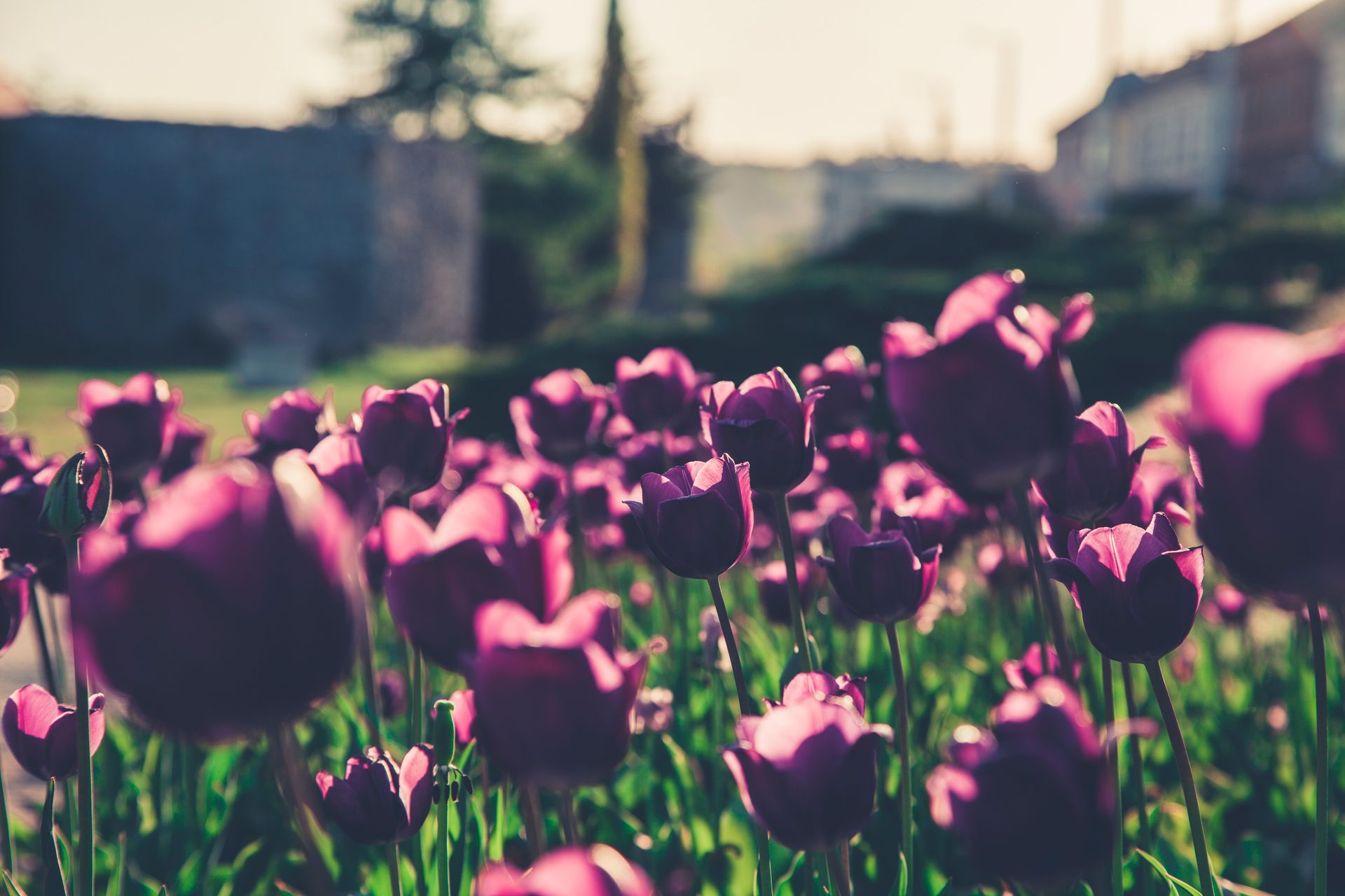 Vibrant purple tulips blooming in a sunlit garden in Pécs, Hungary.