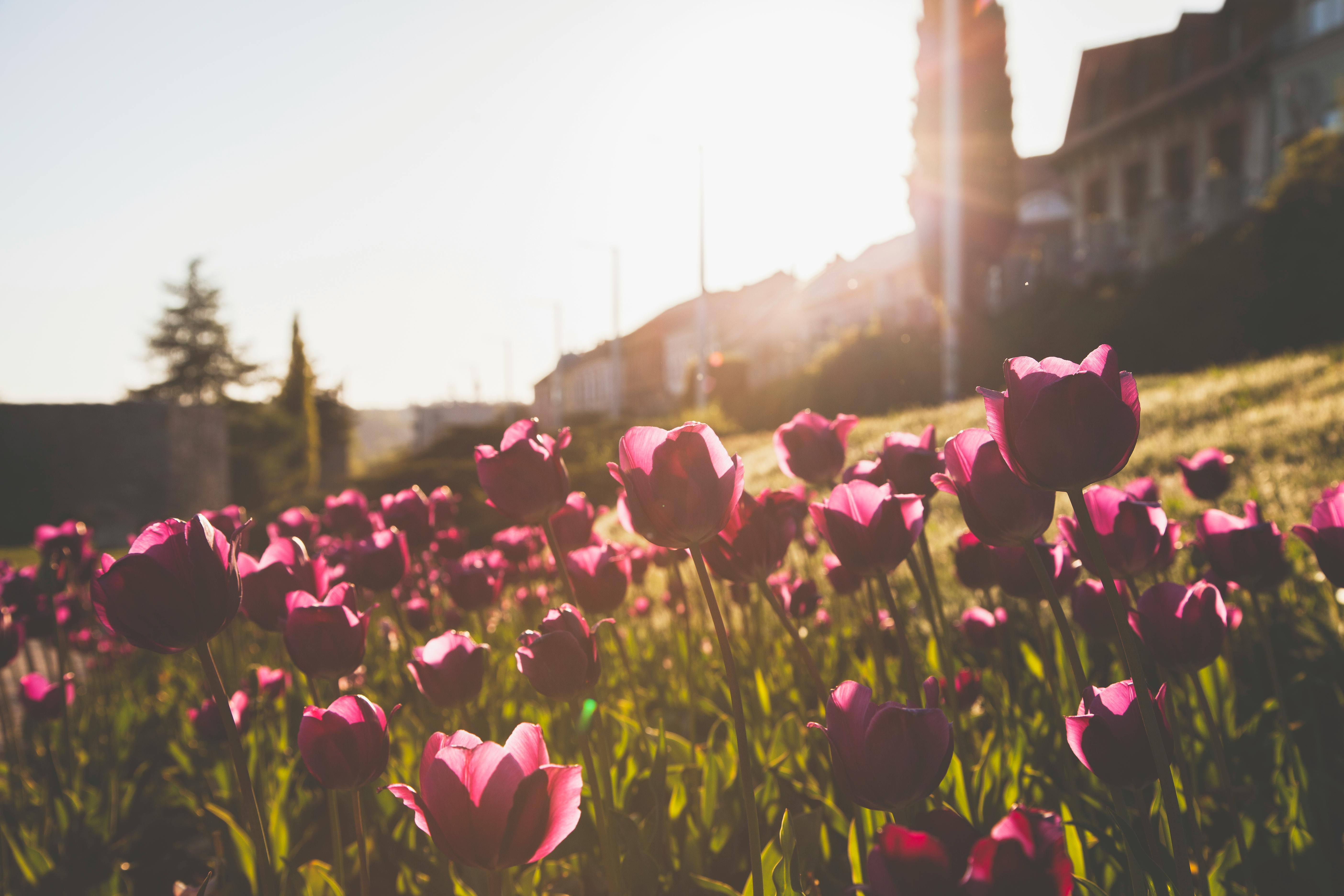 在匈牙利佩奇充满活力的晨光中，一个美丽的郁金香花园被捕捉下来，盛开的植物格外引人注目