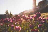 在匈牙利佩奇充满活力的晨光中，一个美丽的郁金香花园被捕捉下来，盛开的植物格外引人注目