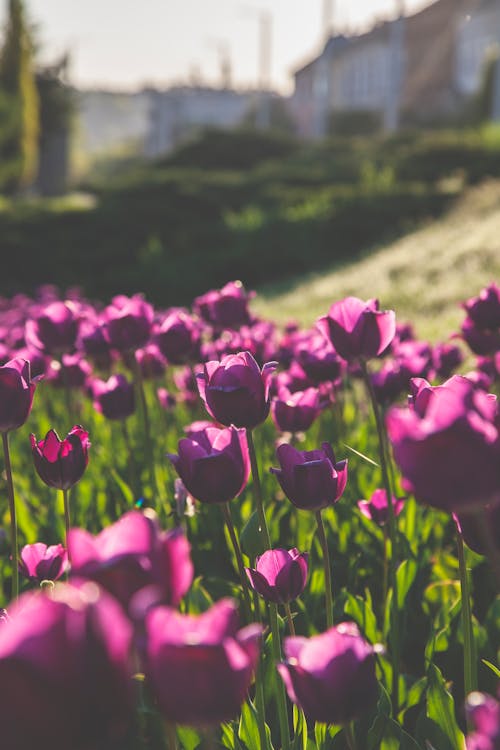 Close-Up Photography of Purple Tulips