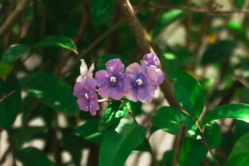 Free stock photo of flower, morado, violet flower