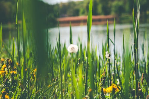 Fotografie Der Löwenzahnblume