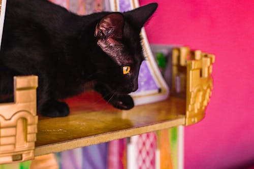 Free stock photo of black cat, castle, cat