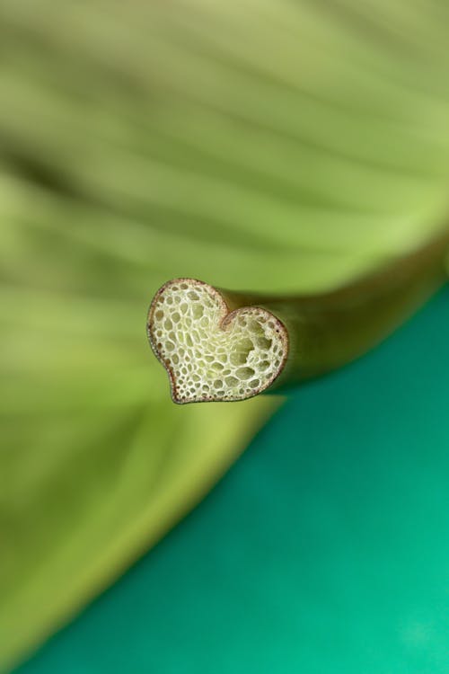 Close Up Photo of a Heart Shapes Stem