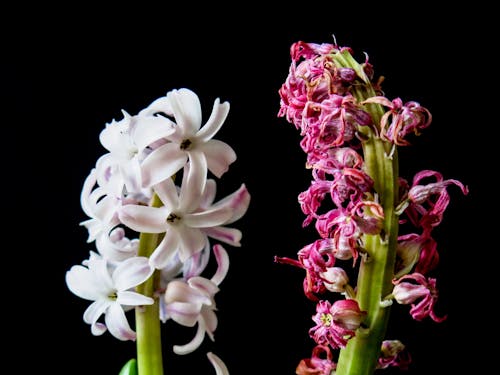 бесплатная Фиолетовые и белые орхидеи Стоковое фото