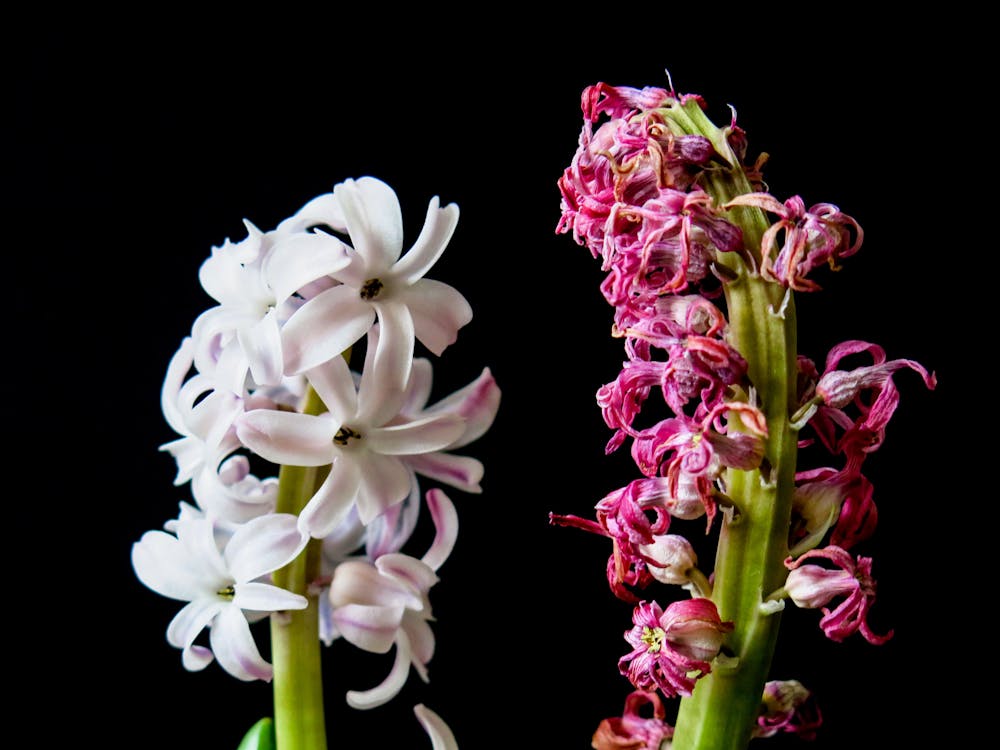 Purple and White Orchids