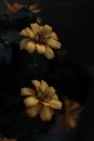 Yellow Flower in Black Background