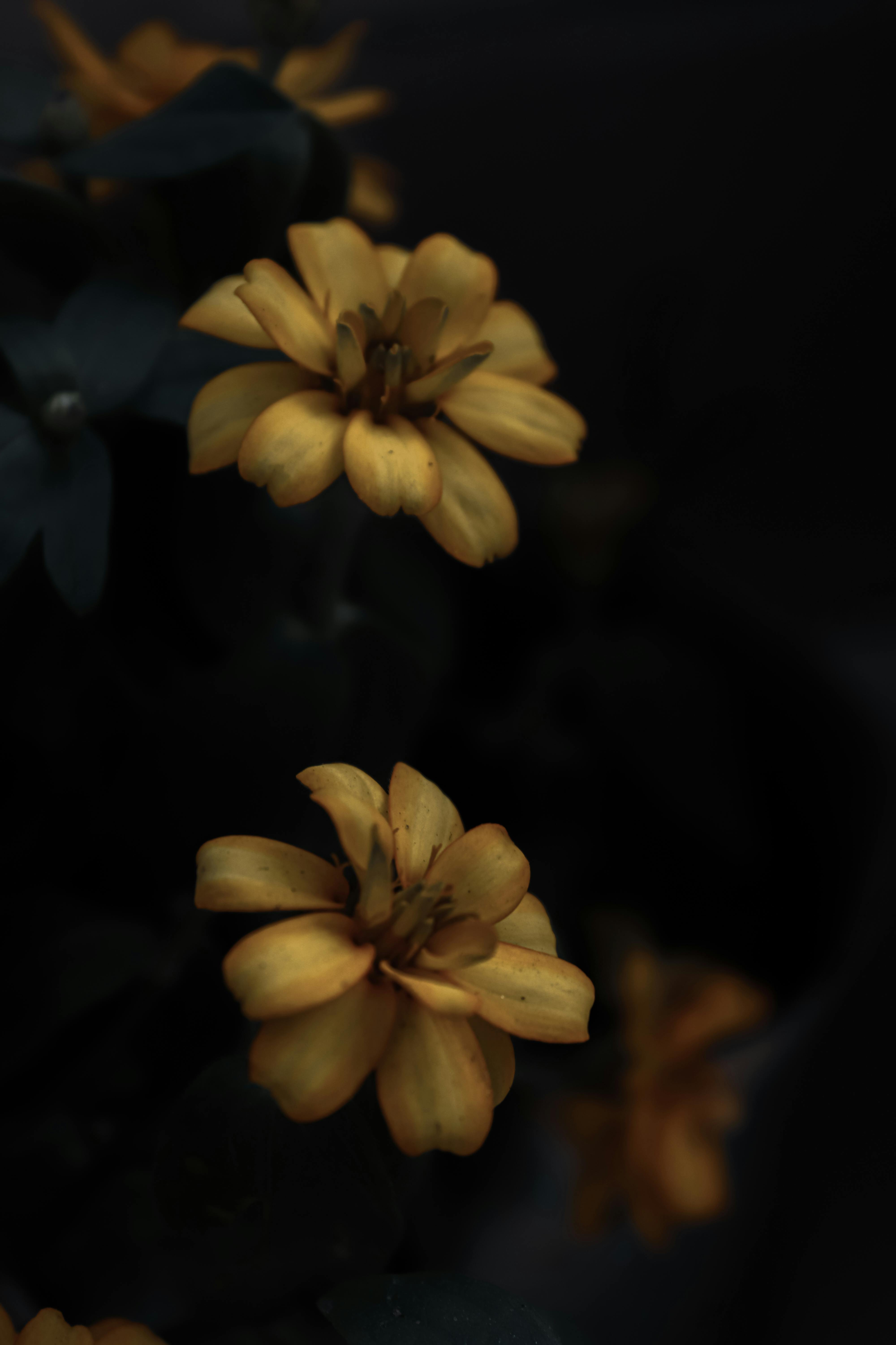 Yellow Flower in Black Background · Free Stock Photo