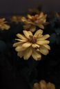 Yellow Flower in Tilt Shift Lens