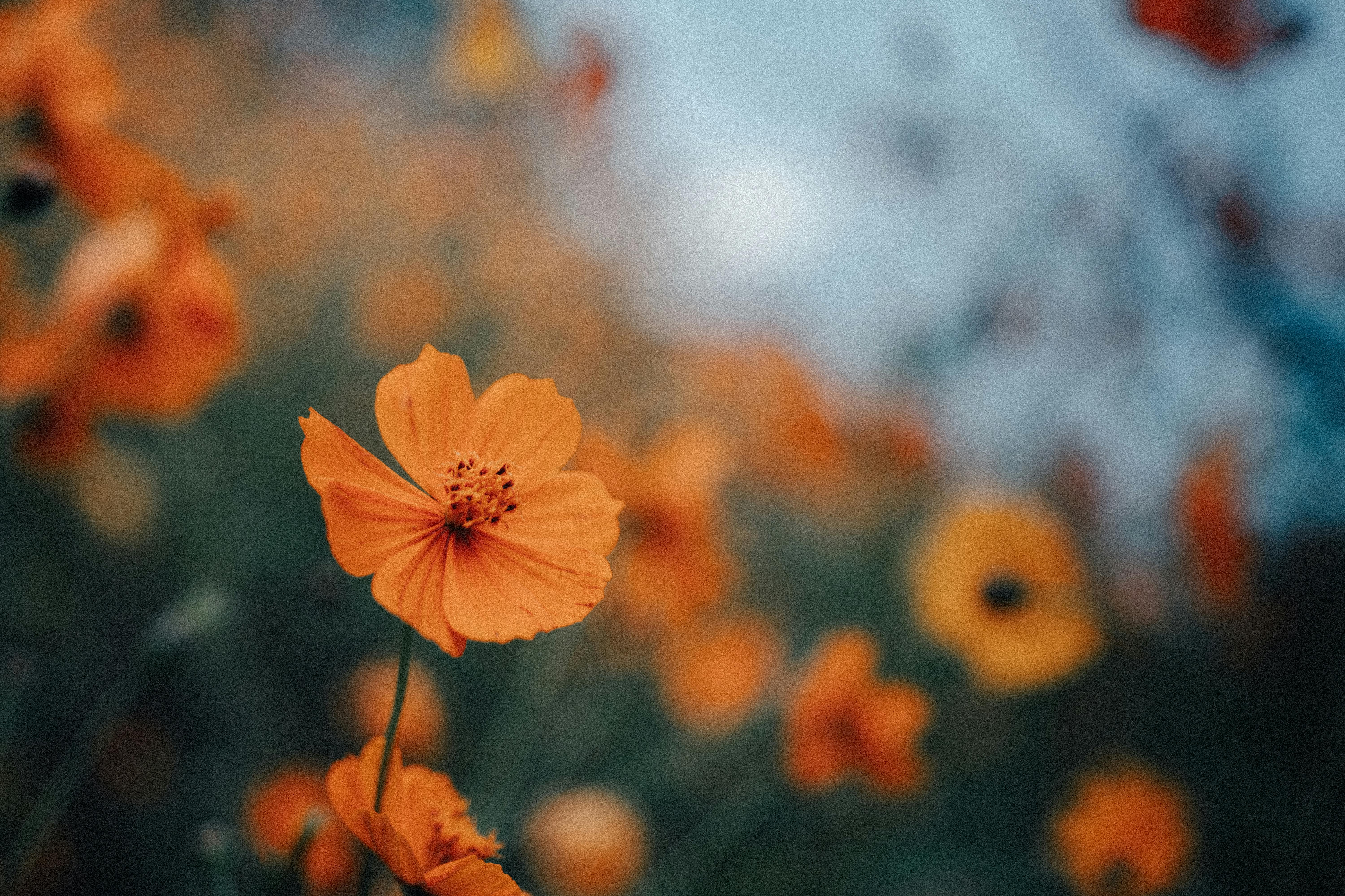 A detailed close-up of vibrant orange cosmos flowers in natural sunlight, creating a warm and inviting mood.