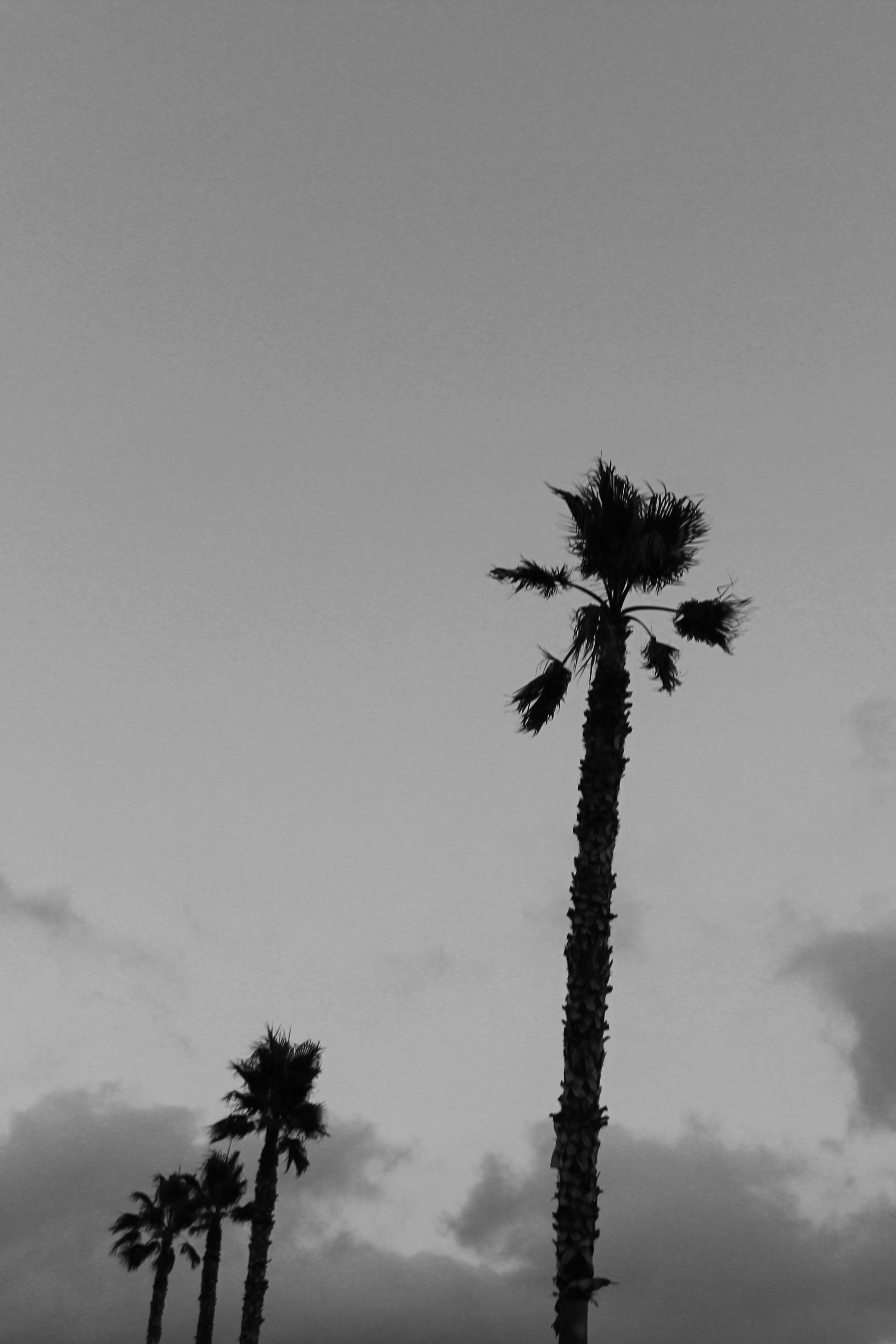 Monochrome image of tall palm trees against a moody gray sky.