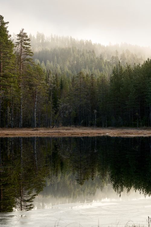 Free A tranquil lake reflects dense pine trees in a serene forest setting. Stock Photo