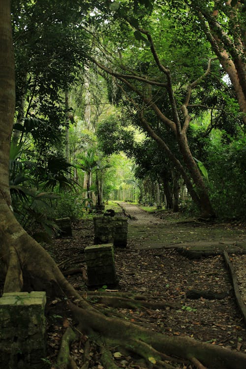 免費 公園, 叢林, 垂直拍攝 的 免費圖庫相片 圖庫相片